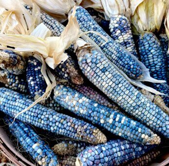 Kukurūza 'Jerry Peterrson'